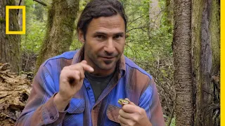 Encountering a Deadly Pit Viper | Primal Survivor