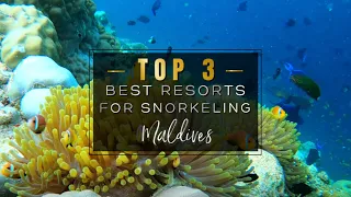 SNORKELING IN THE MALDIVES 2022 🐠🦈 The 3 Best Resorts with INSANE House Reefs to Snorkel (4K UHD)