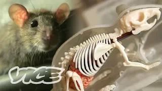 The Invincible ‘Super Rats’ Genetically Resistant to Poison