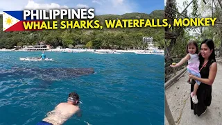 CEBU PHILIPPINES! Swimming With Whale sharks, Waterfalls and Monkeys 2024