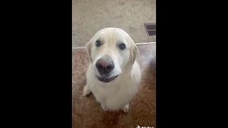 Golden Retriever apologize to his brother for stole the treat! CUTEST PUPPY EVER!1❤️😊🙂