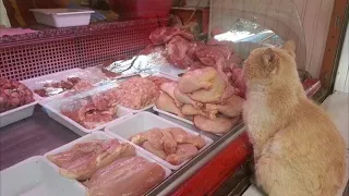 Kater erbettelte Fleisch in Geschäft und brachte es irgendwohin. Unglaublich, wem er es brachte!