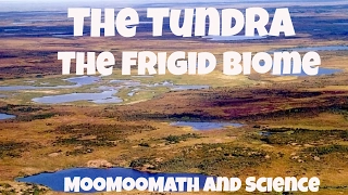 The Tundra Biome Facts