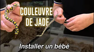 Élever un reptile avec 0€ d'électricité ? #1 Couleuvre de Jade ou Euprepiophis mandarinus !