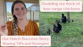 Backyard Chick Hatching: Doubling Our Flock of Free-Range Chickens | Tips for Hatching Success!