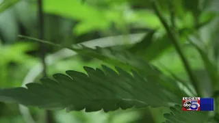 Des Moines City Council to consider marijuana resolution