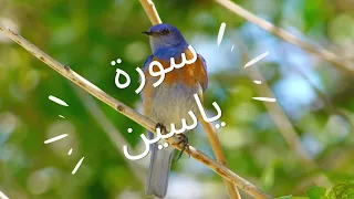 Surah Yasin Recitation With a beautiful birds 4k videos.The Heart of Qur'an Surah Yasin(Yaseen)