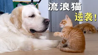 曾经的流浪猫，现在成了家中一霸！