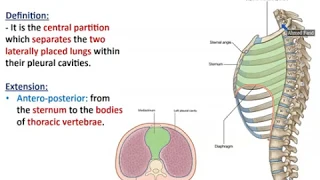 Overview of Thorax (2) - Thoracic Contents - Dr. Ahmed Farid