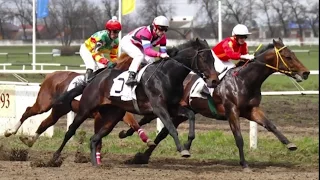 Видео 4 скаковой день - 03.06.2017г. (Краснодарский ипподром)