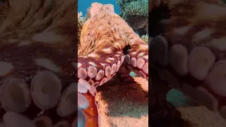 Did you know that Octopuses taste with their arms, using chemotactile receptors?🎥: @VIDEOBUBBLES