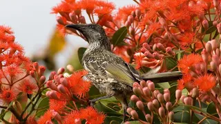 Macro Flowers 4K 60fps - Nature Relax Video + Amazing Birds Singing (9 Hours)