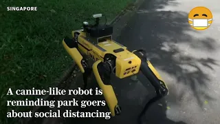 Social Distancing ROBOT DOG patrolling Parks in Singapore Covid-19