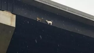 Goats rescued from edge of bridge