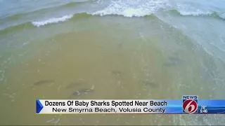 Dozens of baby sharks spotted near beach