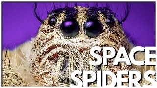 Could Bioengineered Spider Silk Get Us A Space Elevator?