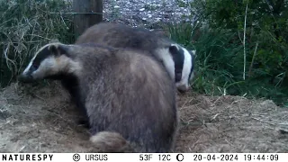 Badger Activity Outside Set