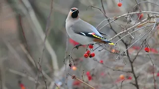 Свиристели