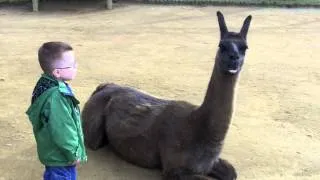 Llama spits in kid's face