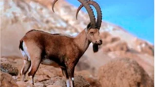 Сибирский горный козёл ibex hunting.