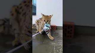 Сервал Один украл игрушку 😸 Погоня за котом