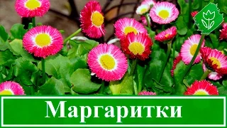 🌼 Цветы маргаритки – посадка и уход: выращивание маргариток в открытом грунте из семян