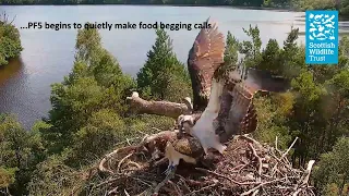 Young Osprey Adopts a New Tactic - (Loch of the Lowes Webcam 2023)