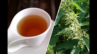 Çaji i hithrave - ilaç për shumë sëmundje
