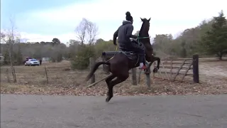 Singlefooting "Play Day" for Tennessee Walking Horses at Big Money Stables