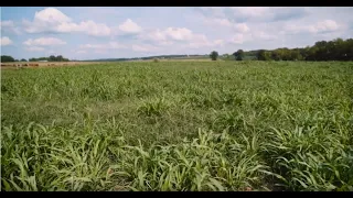 Controlling Endophyte Infested Fescue with Managed Grazing