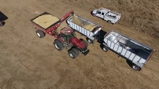 Placer County Rice Harvest