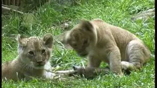 Lovable Lions