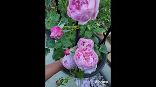 My 17 David Austin Rose Collection in 2021 | Southern California zone 10a