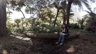 360 Video (in 4K) : Artist Jane Kim Illustrates Golden Gate Park's Entwined Ecologies | KQED