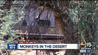 Monkeys still living in abandoned Mesa monkey farm?