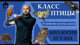 Класс ПТИЦЫ для ЕГЭ 2024 |ЕГЭ БИОЛОГИЯ|Freedom|