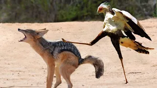 The Jackal Attacked a Bird ! Here's What Happened Next