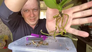 обработка орхидеи 3 в 1 от гнили корней от насекомых и УСИЛЕНИЯ ИММУНИТЕТА орхидей после покупки