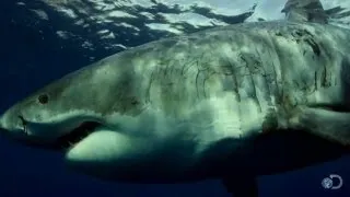 Signs of Great Whites Mating | Shark Week 2013