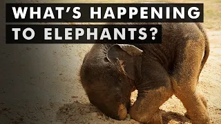 Things you didn't know about Elephants