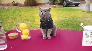 Приколы с котами с озвучкой от Domi Show   Смешные коты и кошки 2018