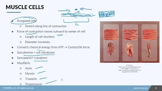 Anatomy & Physiology Muscle Cytology