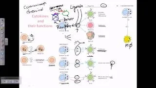 Cytokines and cytokine receptors