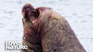 A Blubbery Battle: Elephant Seal vs. Elephant Seal