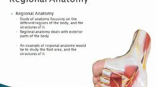 basics of  human anatomy