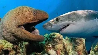 Видео о самой захватывающей битве с угрем с акулой - Удивительная битва под морским дном