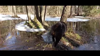 Ловим щуку руками, проверяем верши...