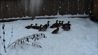 ПОДСАДНЫЕ УТКИ / Содержание Уток в Зимнее время на Северном Урале.