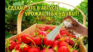 УХОД ЗА КЛУБНИКОЙ В АВГУСТЕ ПОСЛЕ СБОРА УРОЖАЯ ОБРЕЗКА УСОВ КЛУБНИКИ НЕ ПРОПУСТИТЕ ВАЖНЫЕ РАБОТЫ!!