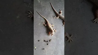 Lizard Hunting Fly(টিকটিকি র মাছি শিকার)